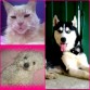 keisy, luna y totty!!!